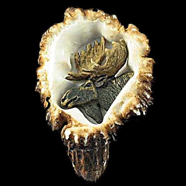 Moose Antler Burr Cabinet Knob