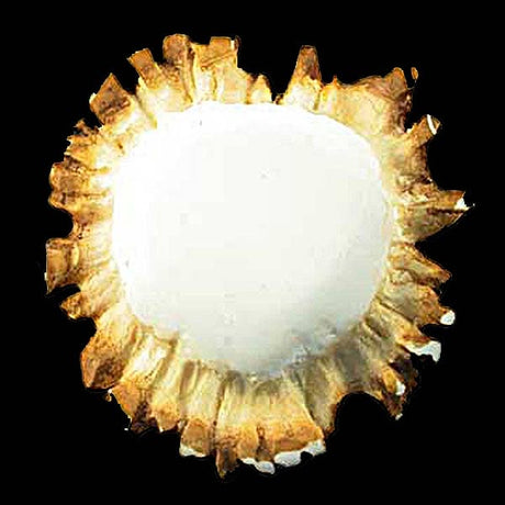 Round Elk Antler Burr Cabinet Knob