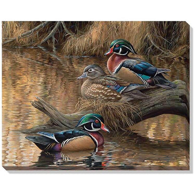 Sitting Pretty Wood Ducks Wrapped Canvas