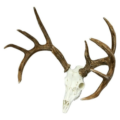 European Whitetail Deer Mount