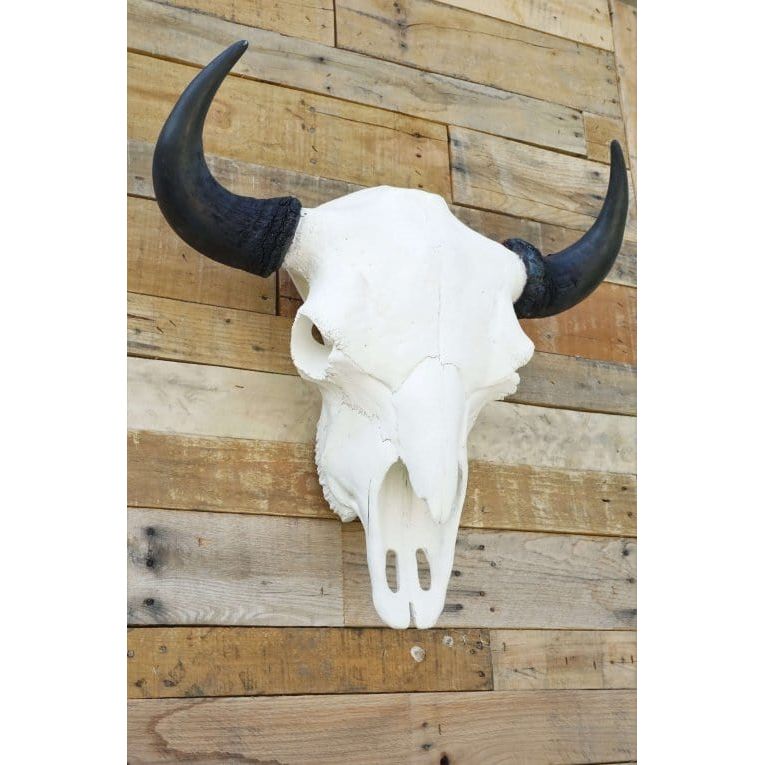 European Bison Mount
