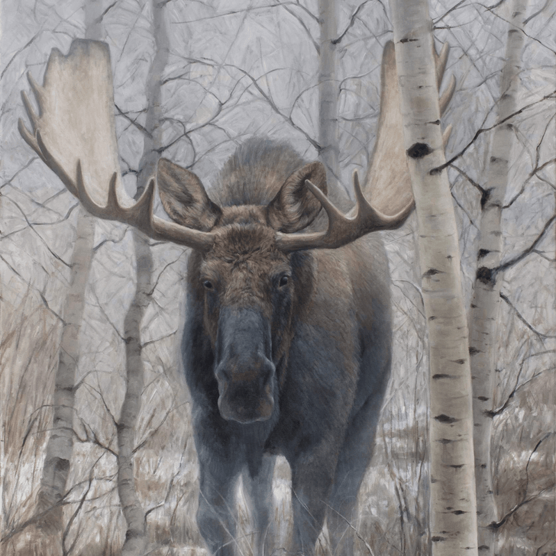 Emerging Moose Art Print