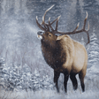 King of the Forest Art Print